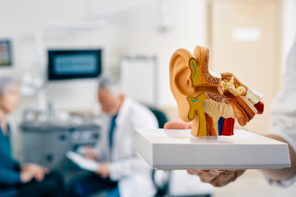 Audiology clinic office with a clinician presenting a model of the inner ear.